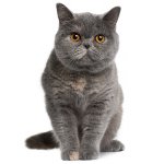 La naturaleza de los gatos británicos