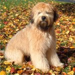Terrier de trigo suave revestido irlandés