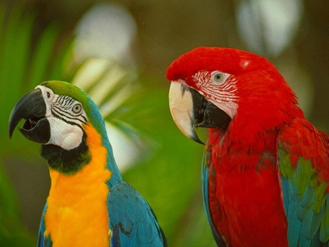 ¿Cómo dar el medicamento a las aves?