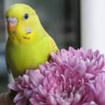 Cómo nombrar un loro