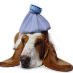 ¿Cómo puedo saber si tu perro está enfermo?