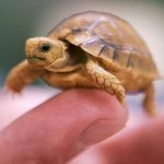 ¿Cómo determinar el sexo de una tortuga?