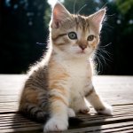 ¿Cómo determinar el sexo del gatito?