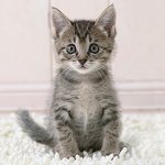 Cómo determinar la edad de un gatito