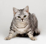 ¿Cómo entender un gato? ¿Cómo entender un gato?