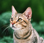 Cómo bañar adecuadamente a los gatos?