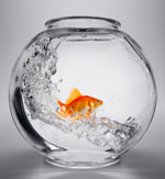 ¿Cómo transportar correctamente los peces de acuario? ¿Cómo transportar correctamente los peces de acuario?