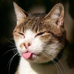 Cómo hacer un pinchazo un gato Cómo hacer un pinchazo un gato