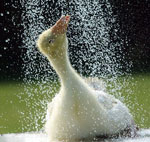 ¿Cómo proteger a tus mascotas del calor?