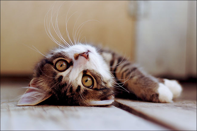¿Cómo proteger a tus mascotas del calor?