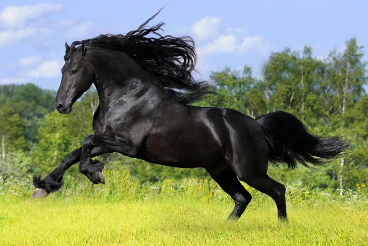 Cómo cuidar a un caballo: una guía para cuidar un video