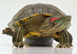 ¿Cómo cuidar una tortuga de agua dulce?