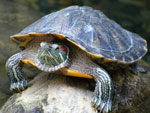 Tortuga de vientre rojo