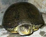 Tortuga de pantano europea