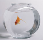 ¿Cómo sé si un pez de acuario es saludable? ¿Cómo sé si un pez de acuario es saludable?