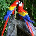 Cómo elegir un loro
