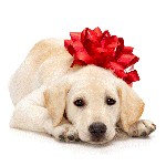 ¿Cómo elegir un cachorro? ¿Cómo elegir un cachorro?