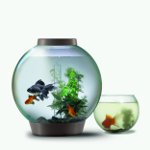¿Cómo se limpia el acuario?