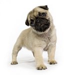 ¿Qué perro es mejor?
