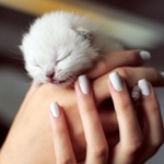 Qué vacunas necesita un gatito