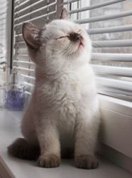 Qué vacunas necesita un gatito