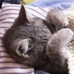 Calcitovirus en gatos