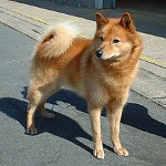 Karelo-Finnish Laika (Spitz finlandés)