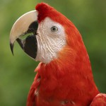 Garrapatas de loros