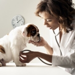 Cuándo vacunar a un cachorro: esquemas y calendario de vacunaciones Cuándo vacunar a un cachorro: esquemas y calendario de vacunaciones