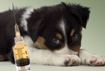 Cuándo vacunar a un cachorro: esquemas y calendario de vacunaciones Cuándo vacunar a un cachorro: esquemas y calendario de vacunaciones