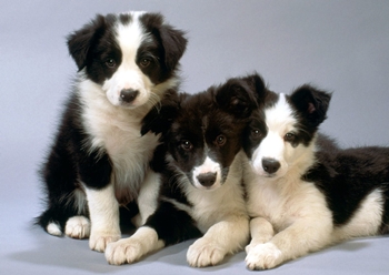 Cuándo vacunar a un cachorro: esquemas y calendario de vacunaciones Cuándo vacunar a un cachorro: esquemas y calendario de vacunaciones