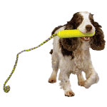 Equipos del perro. ¡Aport!