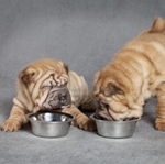 Comida para Shar Pei