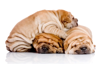 Comida para Shar Pei