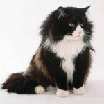Cat shedding: ¿qué hacer? Cat shedding: ¿qué hacer?
