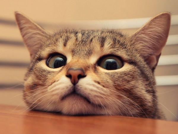 Cat shedding: ¿qué hacer? Cat shedding: ¿qué hacer?
