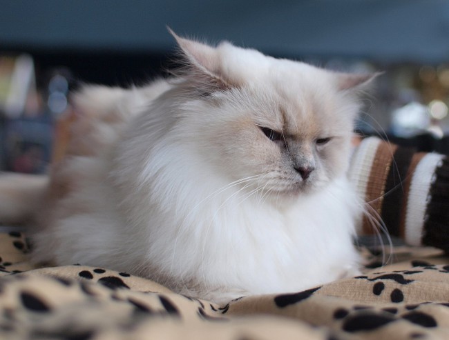 Cat shedding: ¿qué hacer? Cat shedding: ¿qué hacer?