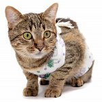 Gato después de la cirugía: cómo cuidar