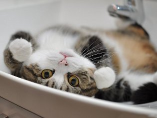 Cote Maru es una estrella de Internet Cote Maru es una estrella de Internet