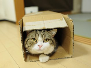 Cote Maru es una estrella de Internet Cote Maru es una estrella de Internet