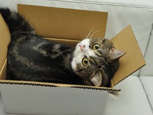 Cote Maru es una estrella de Internet Cote Maru es una estrella de Internet