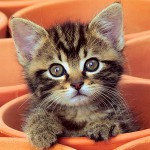 Gatito estornuda: ¿qué hacer?
