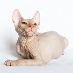 Gatos de la Esfinge. ¿Cómo cuidar una esfinge?