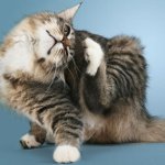 Enfermedades de la piel en gatos