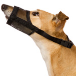 Tratamiento de perros Primeros auxilios Tratamiento de perros Primeros auxilios