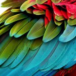 Moulding en loros