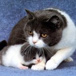 Mastitis en un gato