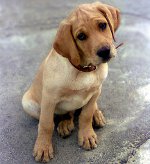 Mastitis en perros Mastitis en perros