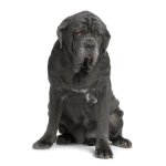Mastín napolitano o Mastino Poleetano Mastín napolitano o Mastino Poleetano