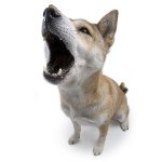 Entrenamiento de perros